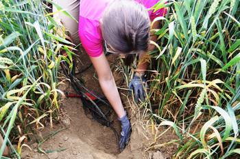 soil net removal soil net removal