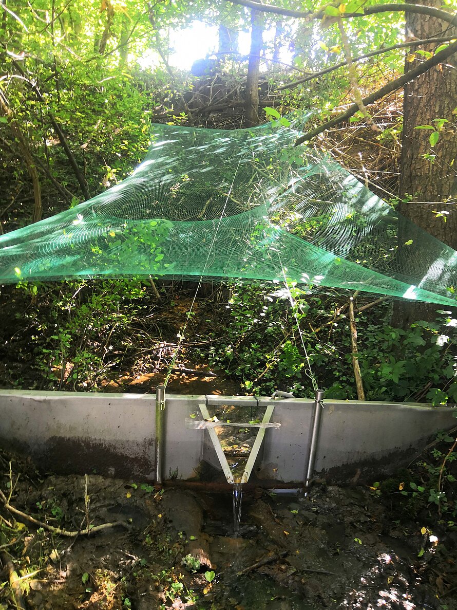 The installed nets prevent most of the leaves from clogging the weir and therefore altering the measurements. 